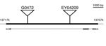 Chloride intracellular channels modulate acute ethanol behaviors in <i>Drosophila</i>, <i>Caenorhabditis elegans</i> and mice.