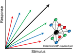 Ethanol modulation of gene networks: implications for alcoholism.
