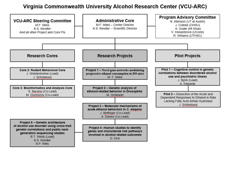 Structure and hierarchy of the VCU alcohol research center