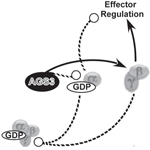 Activators of G-protein signaling 3: a drug addiction molecular gateway.