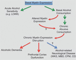 Molecular and neurologic responses to chronic alcohol use.