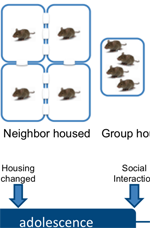 A Novel Neighbor Housing Environment Enhances Social Interaction and Rescues Cognitive Deficits from Social Isolation in Adolescence