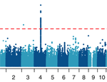 Transancestral GWAS of alcohol dependence reveals common genetic underpinnings with psychiatric disorders.
